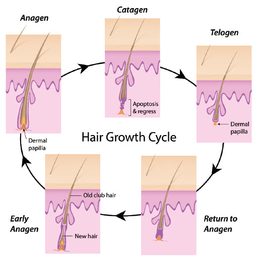Hair Growth Booster | Scalp Revitalizing Serum | Thinning Care