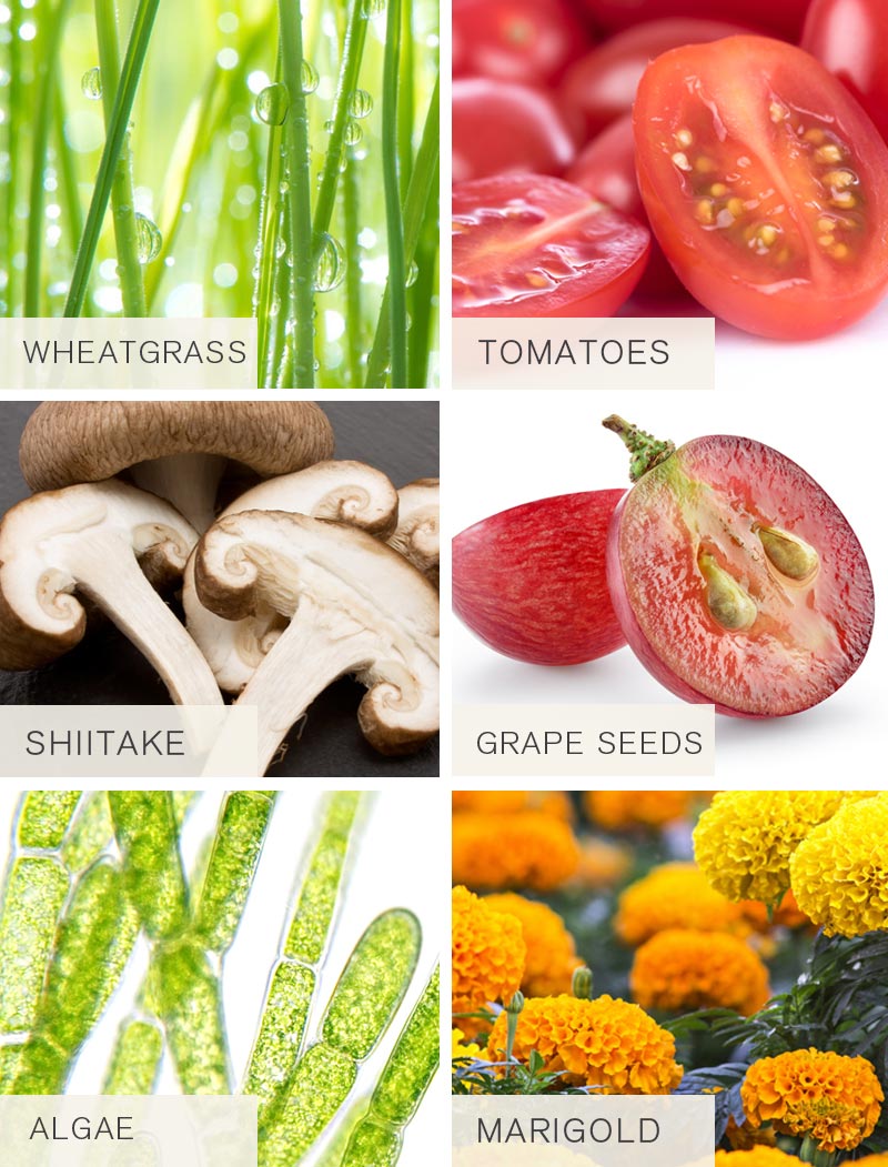 Timeblock Ingredients